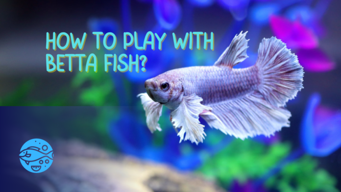 How to Play with Betta Fish